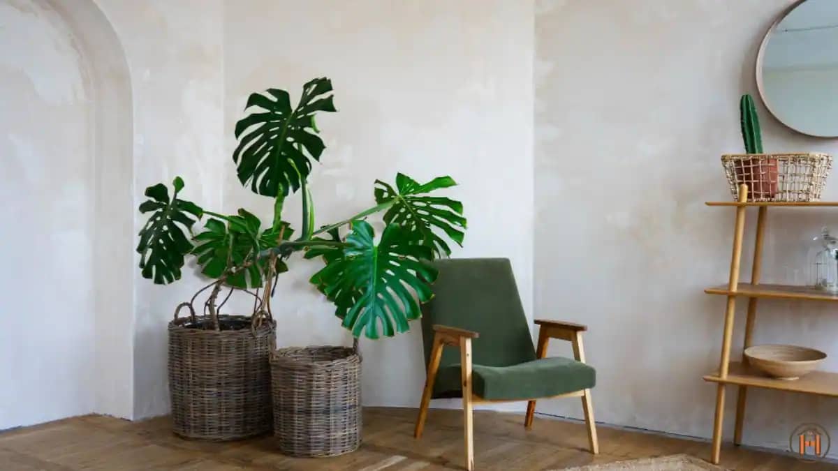 Home-decoration-ideas-with-plants-money-plant